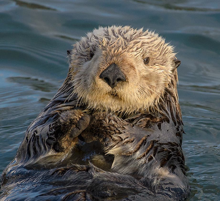 Kayaking with Sea Otters